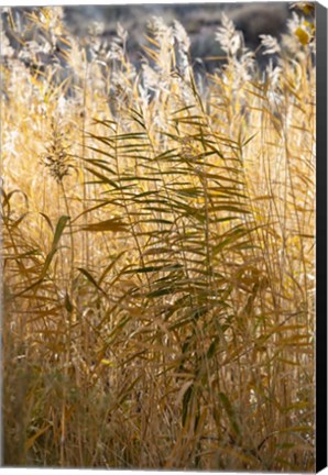 Framed Utah Grasses Along The Fremont River Print