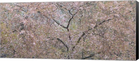 Framed Cherry Trees Blooming During Spring Print