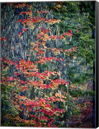 Framed Moss Hanging From a Tree In Autumn Print