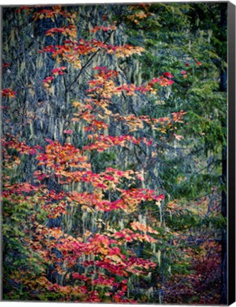 Framed Moss Hanging From a Tree In Autumn Print