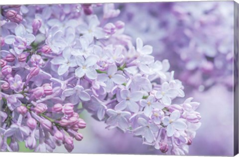 Framed Lilac Close-Up Print