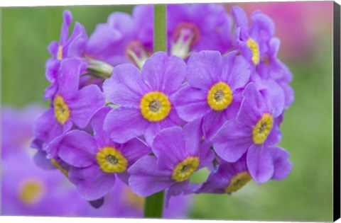 Framed Candelabra Penstemon Print