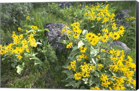 Framed Balsamroot Covering Hillsides In The Spring Print