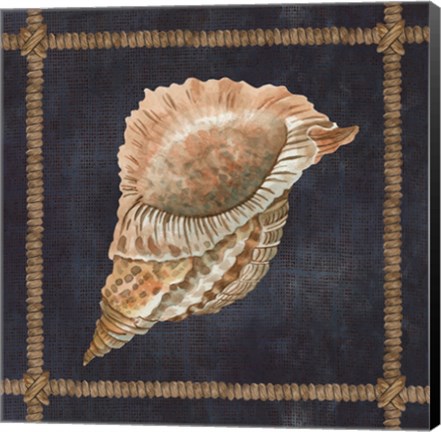 Framed Seashell on Navy VI Print