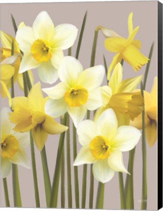 Framed Spring Daffodils Print