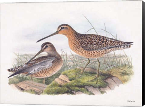 Framed Goulds Coastal Bird VIII Print