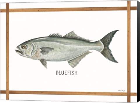 Framed Bluefish on White Print