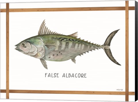 Framed False Albacore on White Print