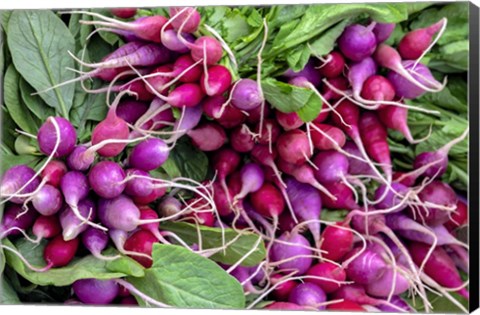 Framed Radishes Print