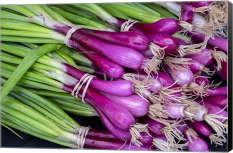 Framed Purple Scallions Print