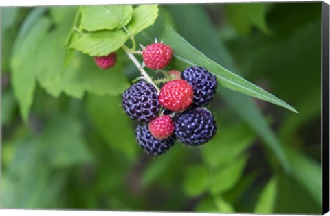 Framed Black Raspberries Print