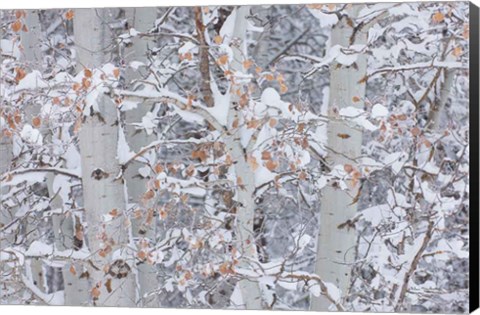 Framed Winter Aspens Closeup Print