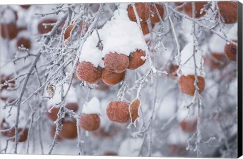 Framed Orchard in Winter Print