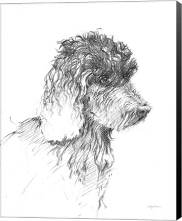 Framed Labradoodle Sketch Print