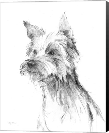 Framed Yorkshire Terrier Sketch Print