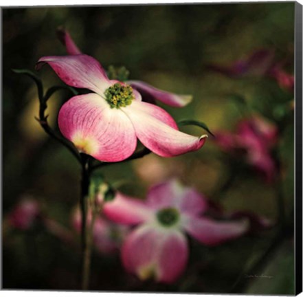 Framed Pink Dogwood II Print