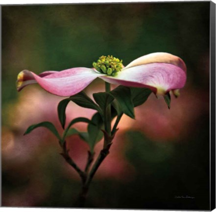 Framed Pink Dogwood I Print