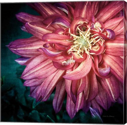 Framed Dahlia II Print