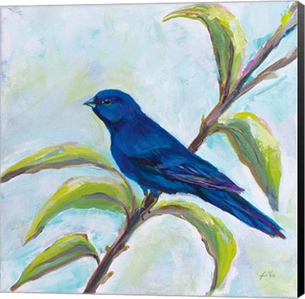 Framed Indigo Bunting Print