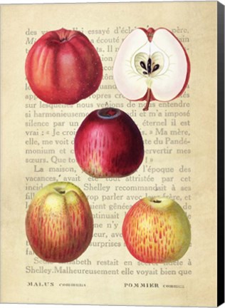 Framed Apple, After Redoute Print