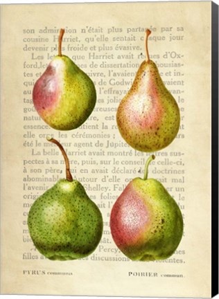 Framed Pears, After Redoute Print