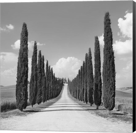 Framed Cypress alley, San Quirico d&#39;Orcia, Tuscany (detail) Print