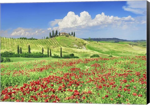 Framed Farmhouse with Cypresses and Poppies, Val d&#39;Orcia, Tuscany Print