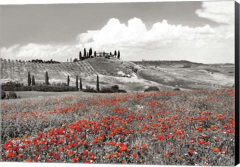 Framed Farmhouse with Cypresses and Poppies, Val d&#39;Orcia, Tuscany (BW) Print