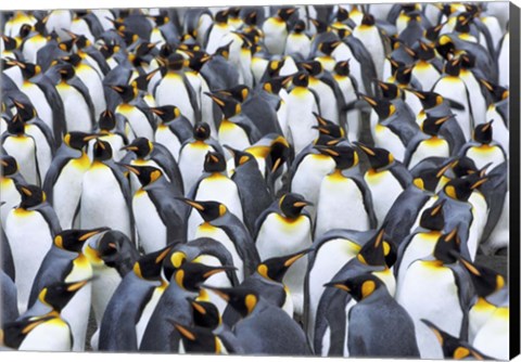 Framed King penguin colony, Antarctica Print