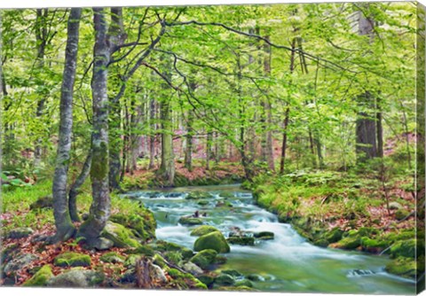 Framed Forest brook through beech forest, Bavaria, Germany Print