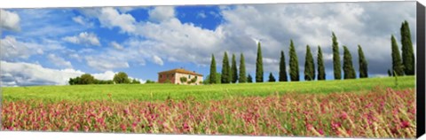 Framed Landscape with cypress alley and sainfoins, San Quirico d&#39;Orcia, Tuscany Print