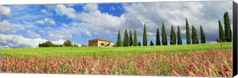 Framed Landscape with cypress alley and sainfoins, San Quirico d&#39;Orcia, Tuscany Print