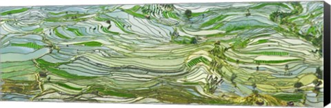 Framed Rice Terraces, Yunnan, China Print