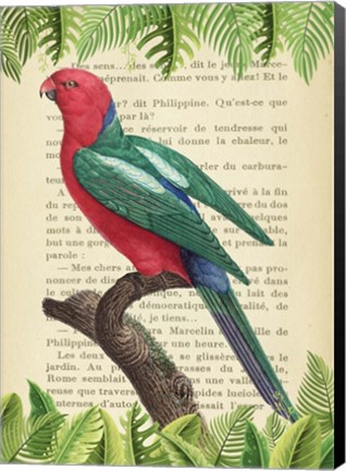 Framed Australian king parrot, After Levaillant Print