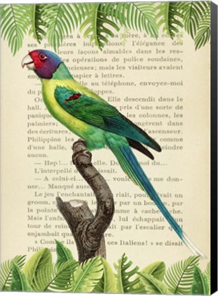 Framed Plum-Headed Parakeet, After Levaillant Print