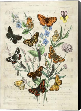 Framed European Butterflies, After Kirby Print