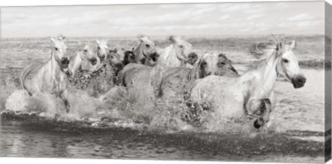 Framed Herd of Horses, Camargue Print