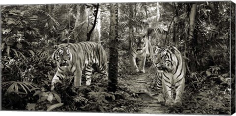 Framed Bengal Tigers (detail, BW) Print