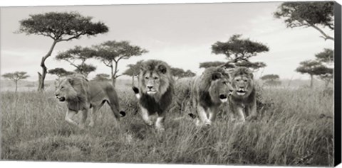 Framed Brothers, Masai Mara, Kenya (detail) Print