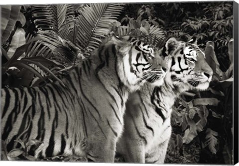 Framed Two Bengal Tigers (BW) Print