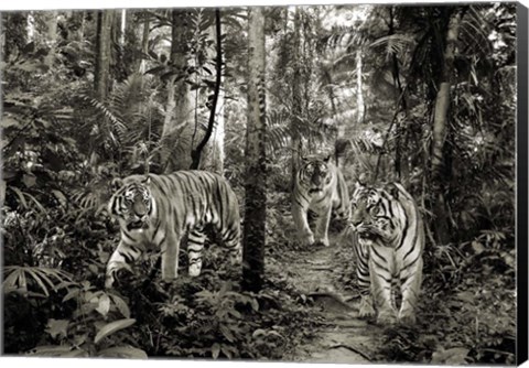 Framed Bengal Tigers (BW) Print