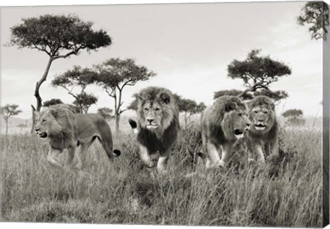 Framed Brothers, Masai Mara, Kenya Print