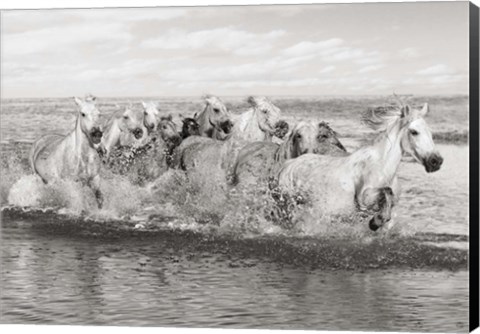 Framed Herd of Horses, Camargue Print