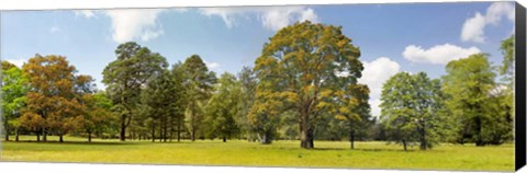 Framed Trees in a Park Print