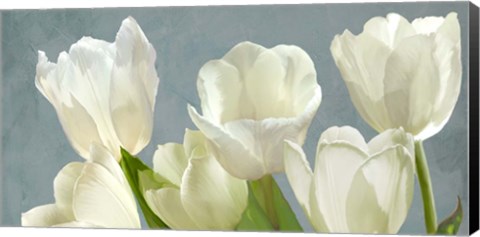 Framed White Tulips on Blue Print