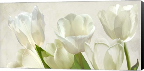 Framed White Tulips (detail) Print