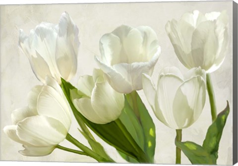 Framed White Tulips Print