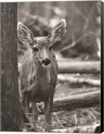 Framed Rocky Mountains Deer Print