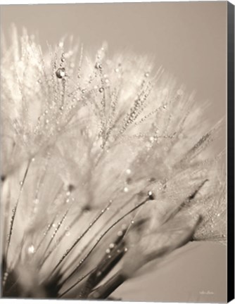 Framed Dandelion Jewels I Print