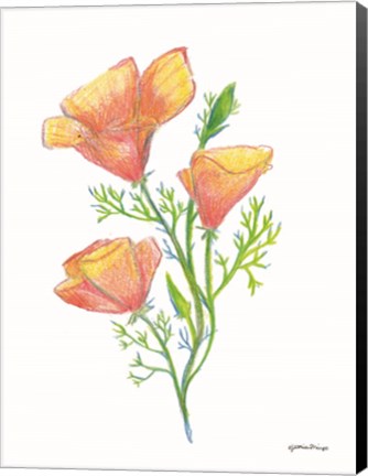 Framed California Poppies Print